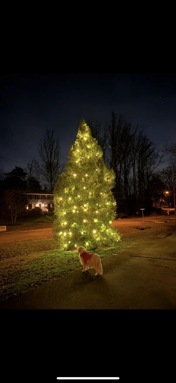 Christmas light installation in Capitol Hill, Washington, DC by Light DMV — professional holiday lighting service