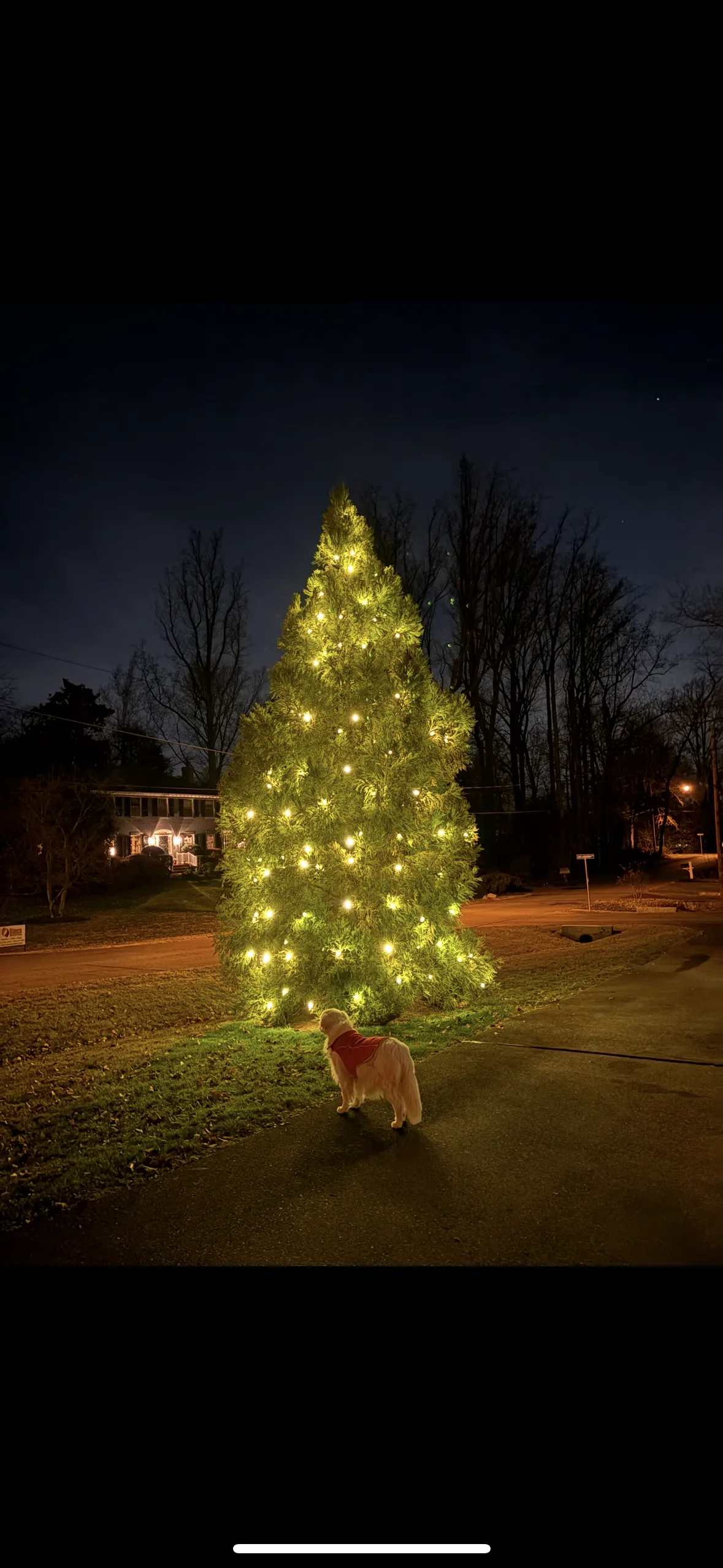 Christmas light installation in Kensington, MD — LightDMV